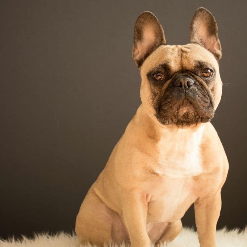 O que o bulldog francês pode comer