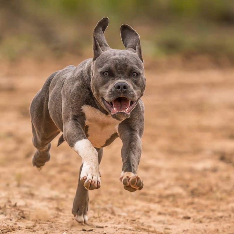 6 mitos e verdades sobre Pitbulls