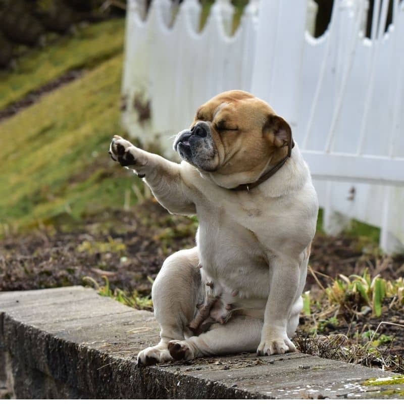 A melhor comida para cães com problemas de pele