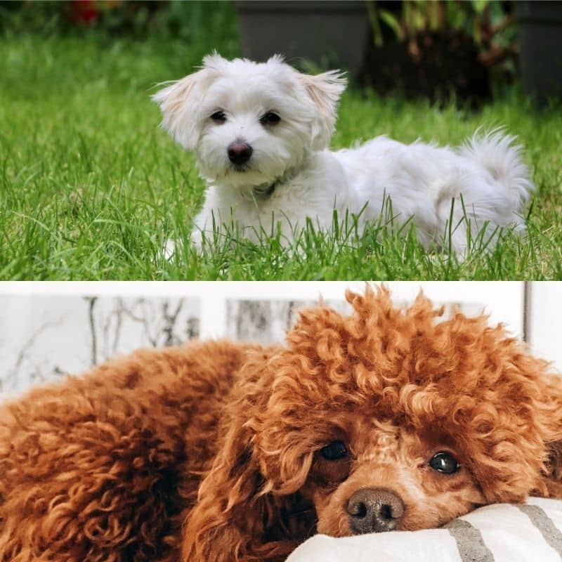 Bichon Maltês vs Caniche