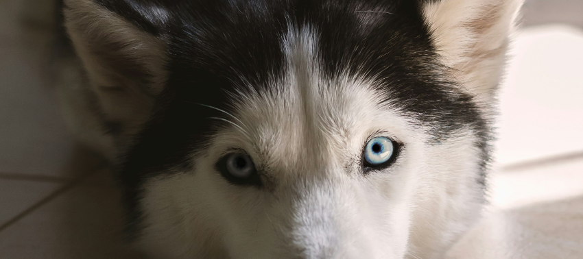 Existem diferentes tipos de husky?