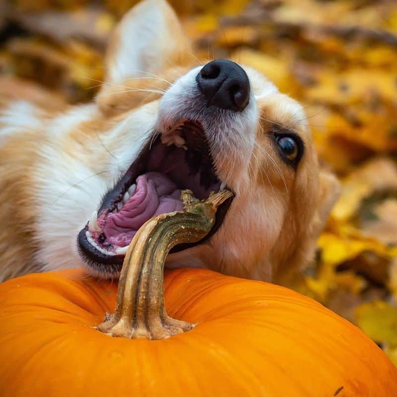 Recetas de comida natural cocinada para perros