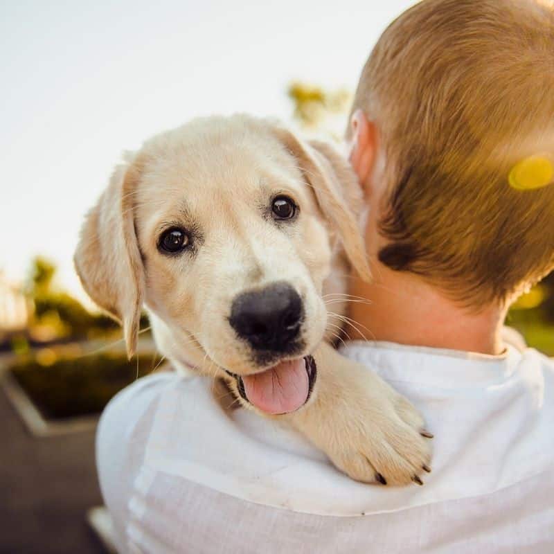 Labrador vs Golden, 3 diferencias principales