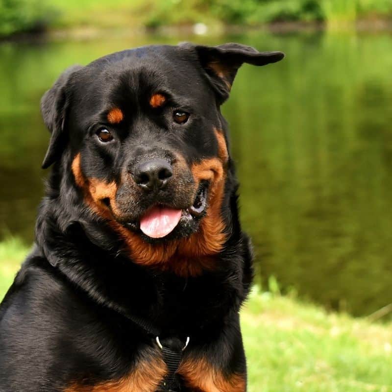 La alimentación del Rottweiler