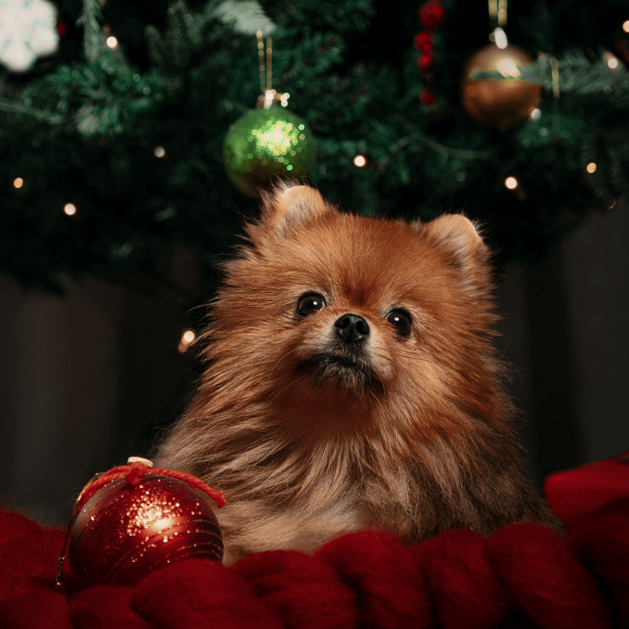 3 Recetas navideñas para perros