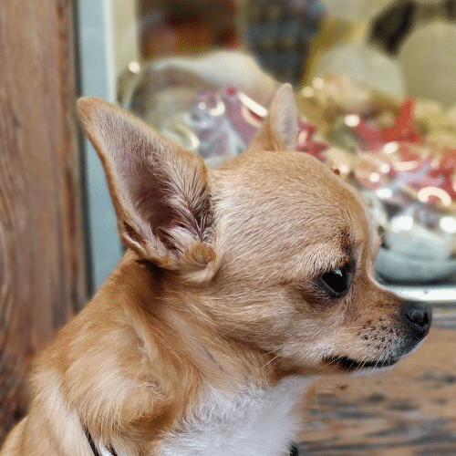 Come riconoscere un chihuahua puro