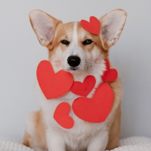 La mia cagna è in calore, come posso gestire il mio cane maschio in casa