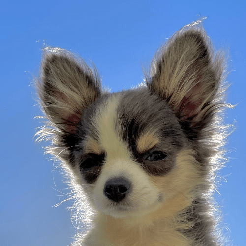 Quanti cuccioli può fare un chihuahua