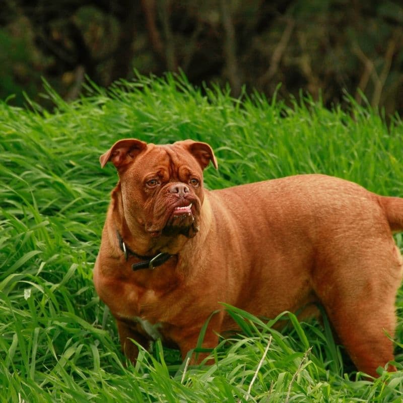 As 10 maiores raças de cães