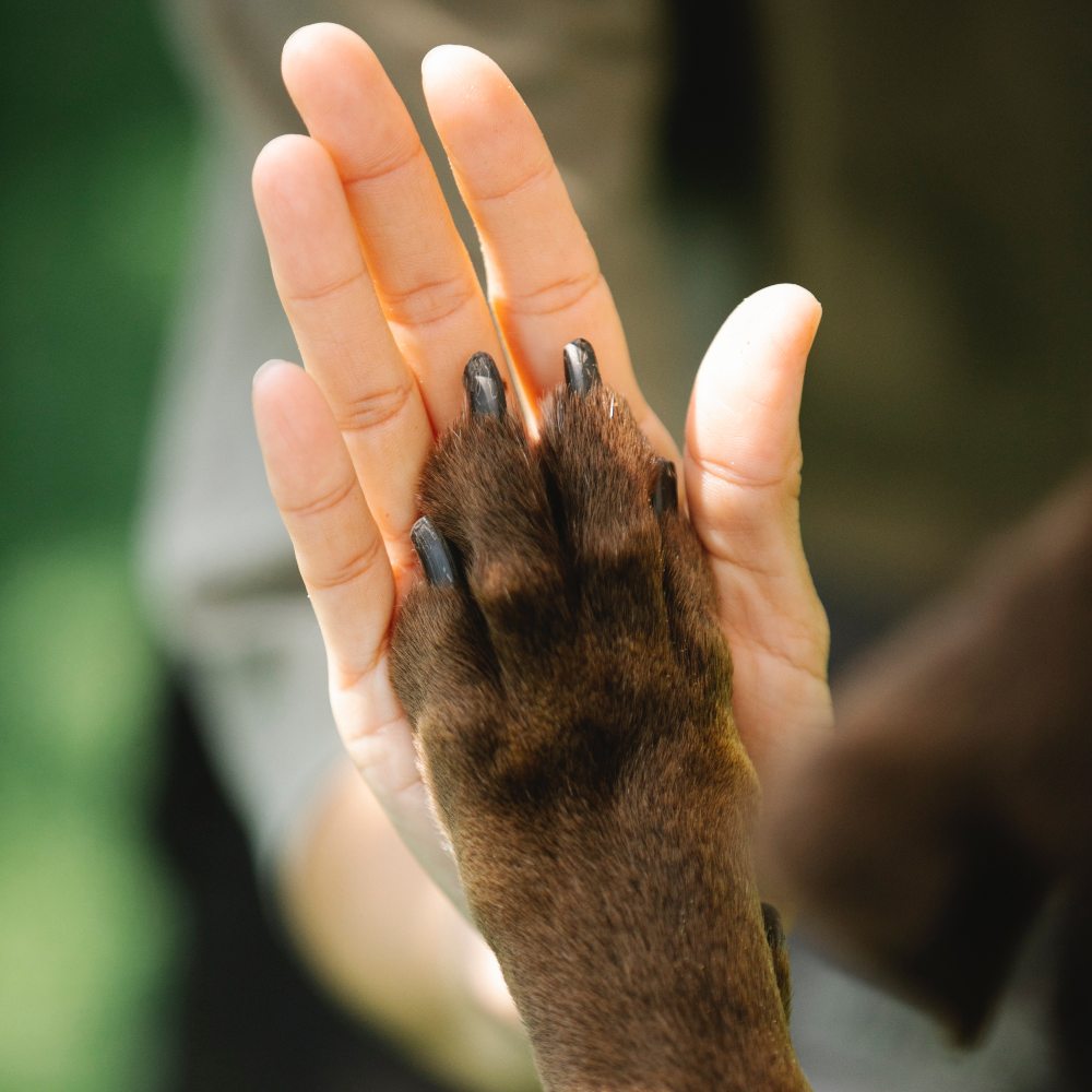 Come accarezzare un cane per guadagnare la sua fiducia