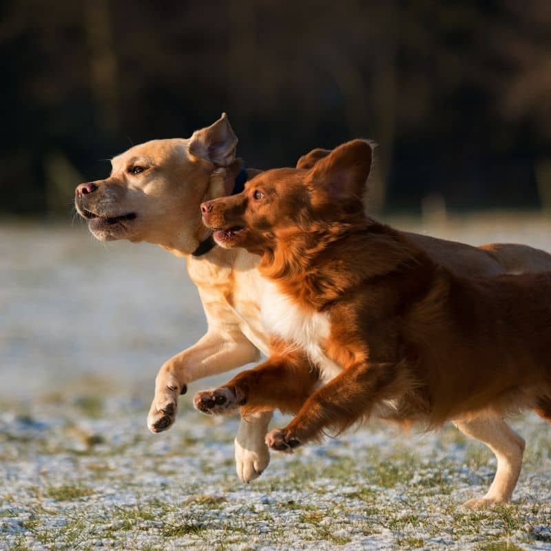 come far accettare un nuovo cane