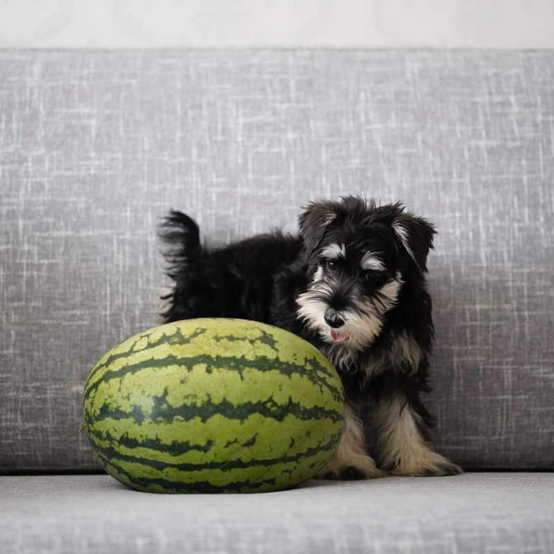 i cani possono mangiare l'anguria