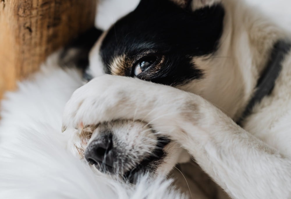 Inteligência canina comparada à humana