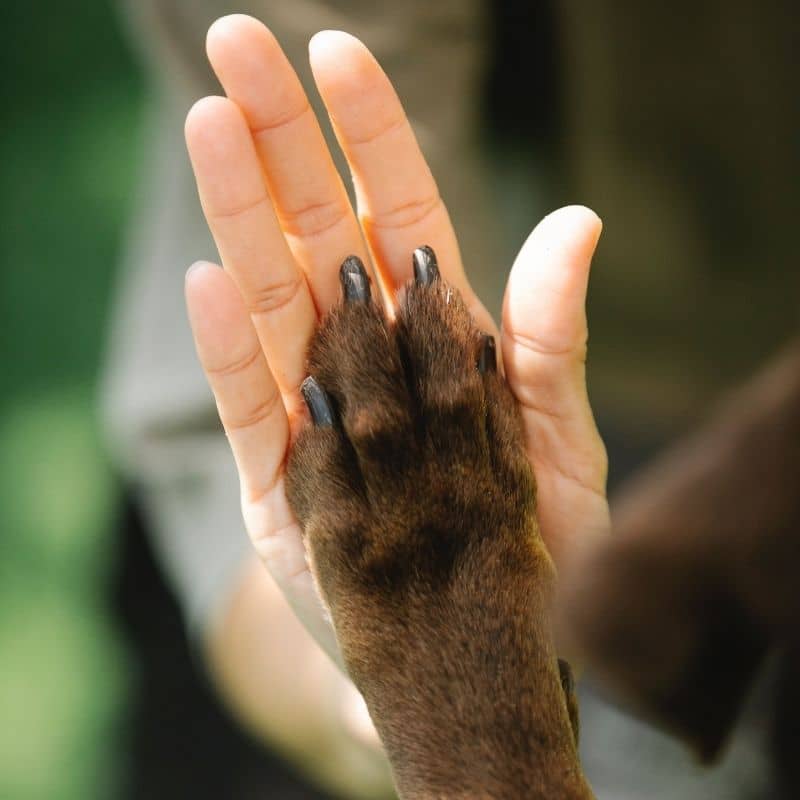 Miglior cibo per cani con problemi di pelle