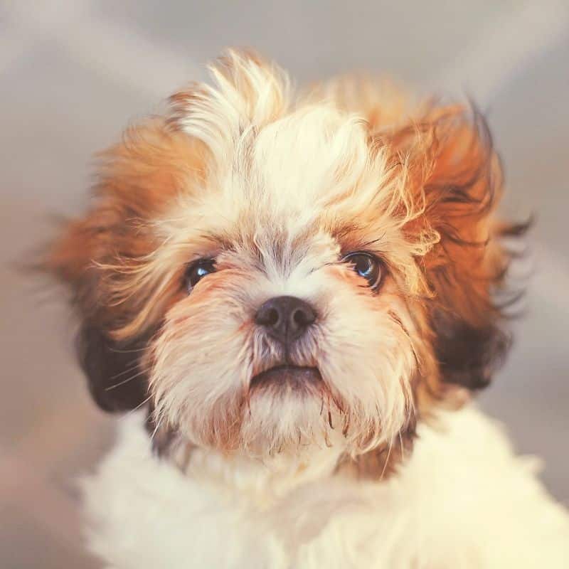 Os cães podem comer pão?