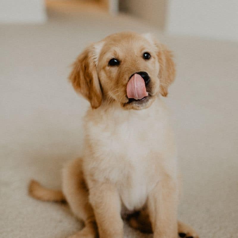 Os cães podem comer tangerina?