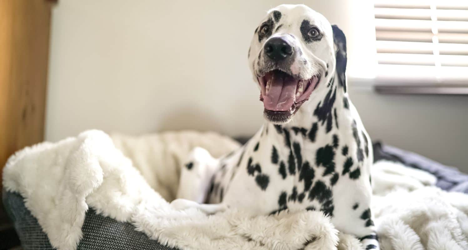 lugar seguro para el miedo a los petardos en perros