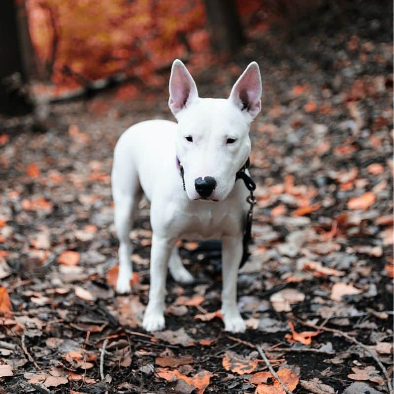 Alimentação do Dogo Argentino