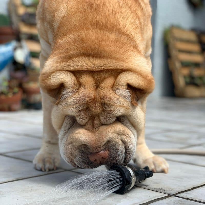 Alimentação do Shar Pei