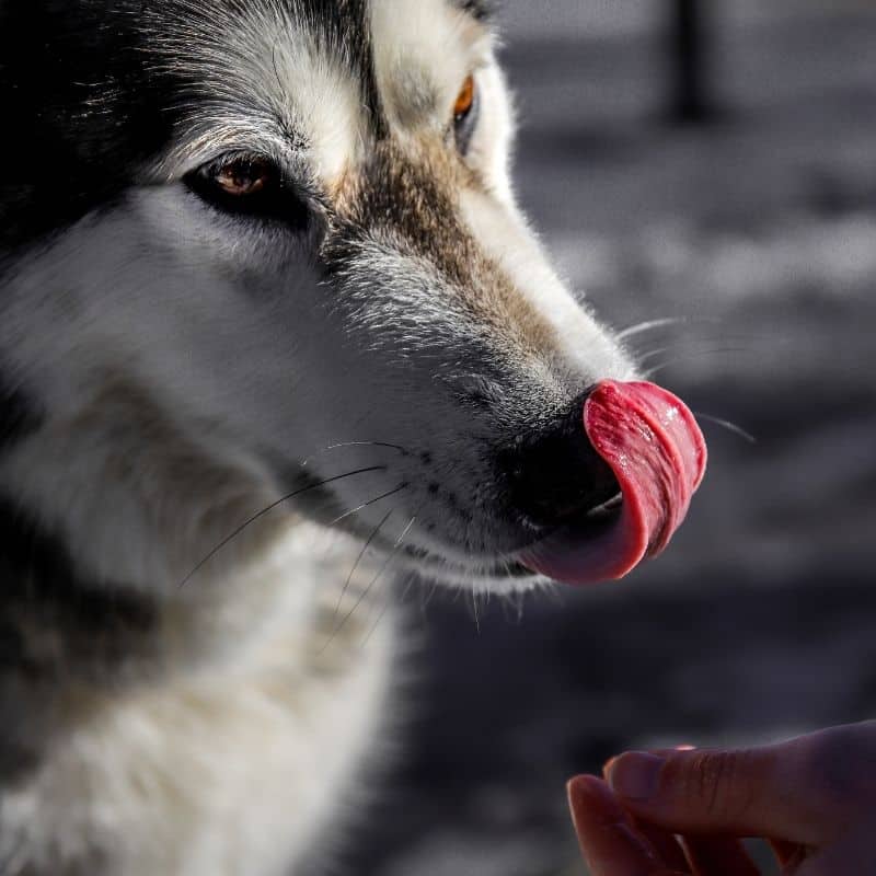 Perché il cane si lecca