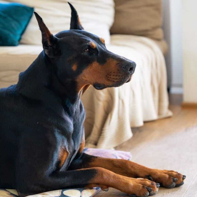 Alimentação do Dobermann