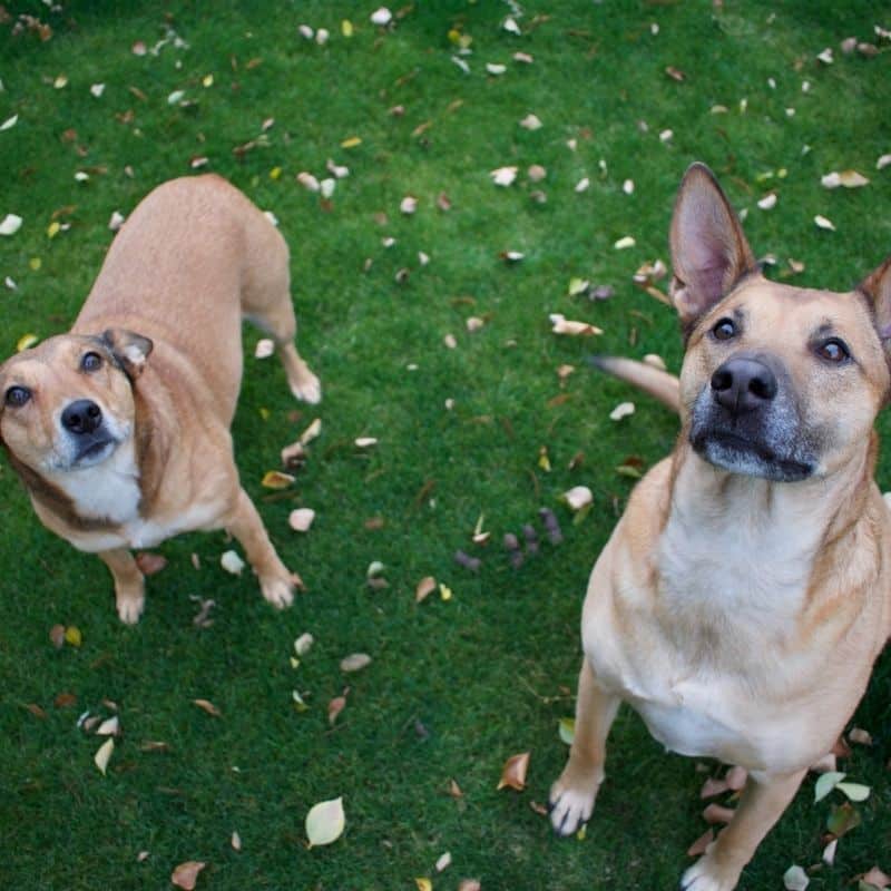 Raças de cães compatíveis