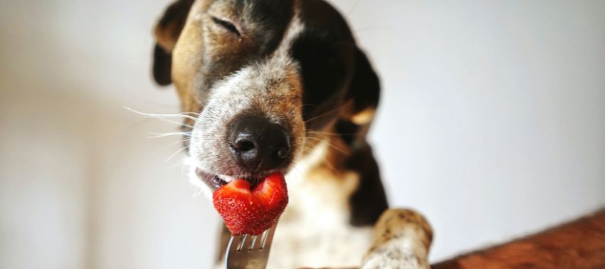 ¿Los perros pueden comer fresas?