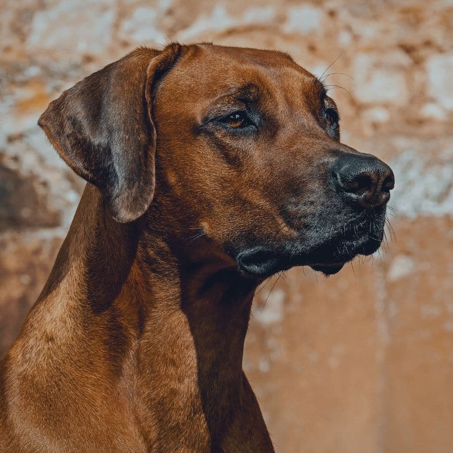 La alimentación del Rhodesian Ridgeback