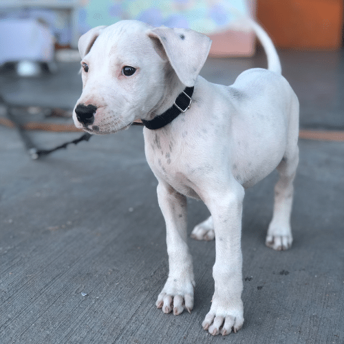 L’alimentazione del Dogo Argentino