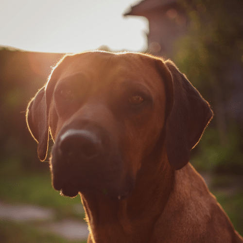 L’alimentazione del Rhodesian Ridgeback