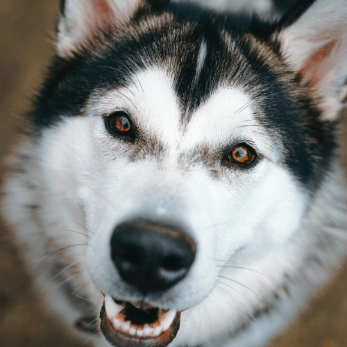 L’alimentazione dell’Alaskan Malamute