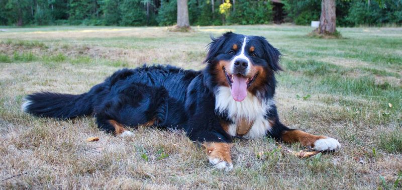 L’alimentazione del Bovaro Bernese