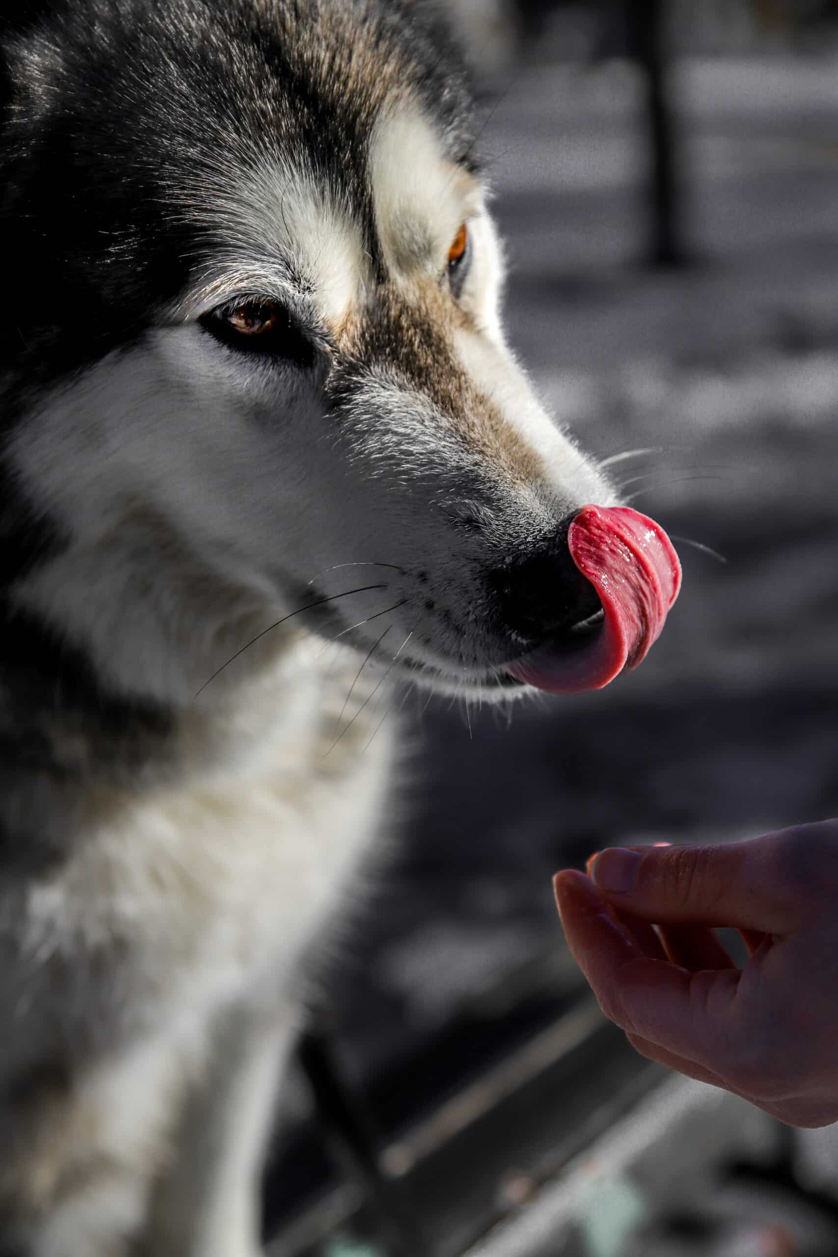 Alimentação do Malamute do Alasca