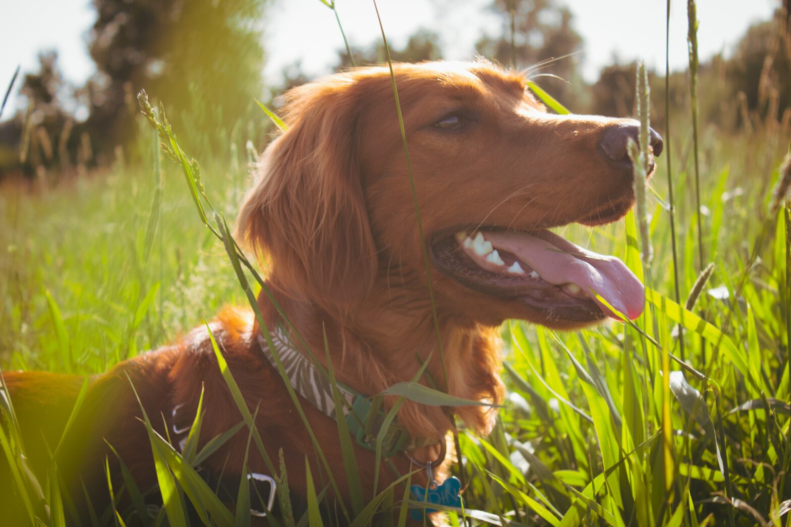 Tipos de Setter: saiba as diferenças!