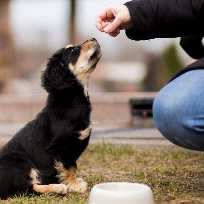 Os cães podem comer manga?