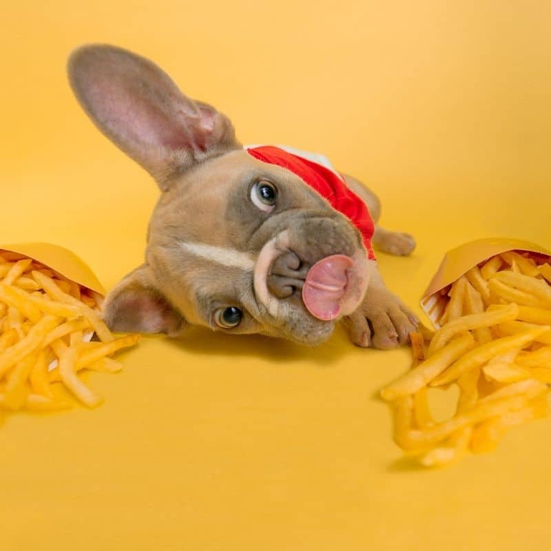 Os cães podem comer batatas?