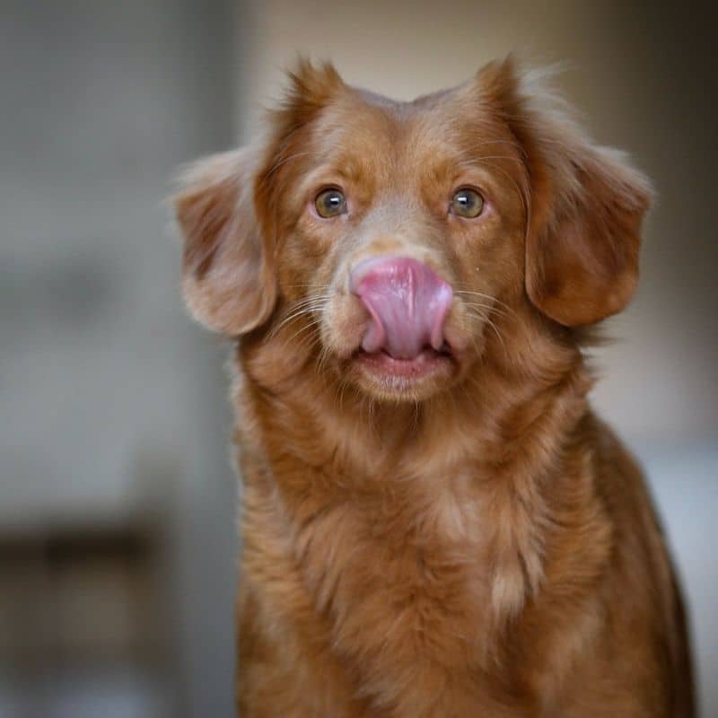 Os cães podem comer beterraba?