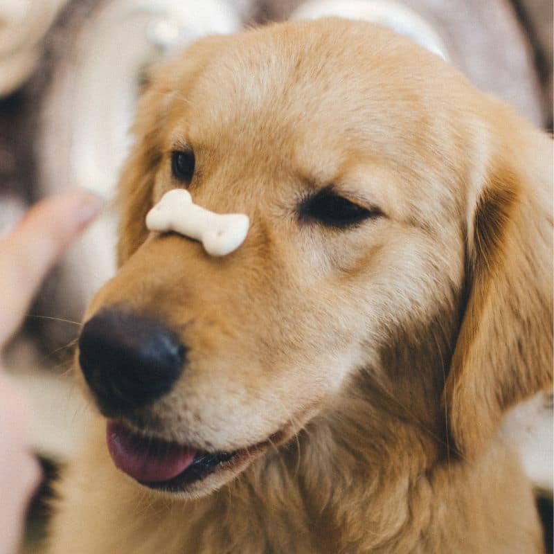 Os cães podem comer aveia?