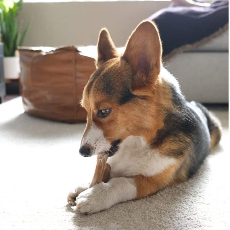 Os cães podem comer ossos?