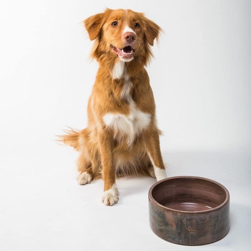 Os cães podem comer peixe?