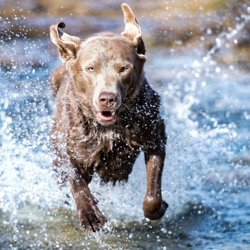 Quanta acqua deve bere un cane?