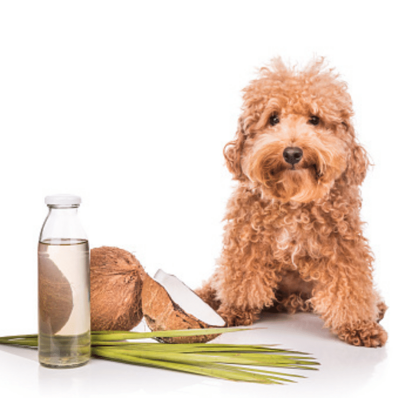 Os cães podem comer óleo de coco