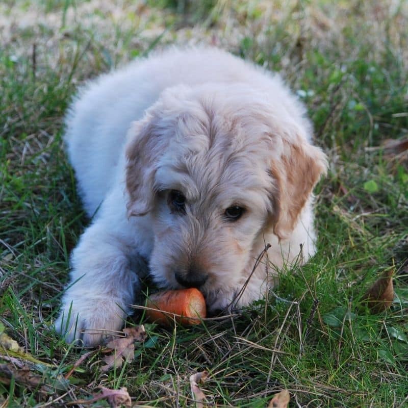 ¿Los perros pueden comer zanahoria?