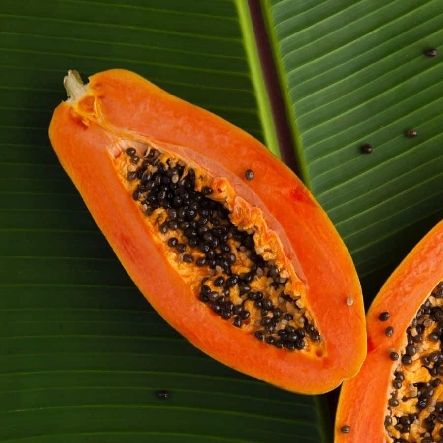 ¿Los perros pueden comer papaya?