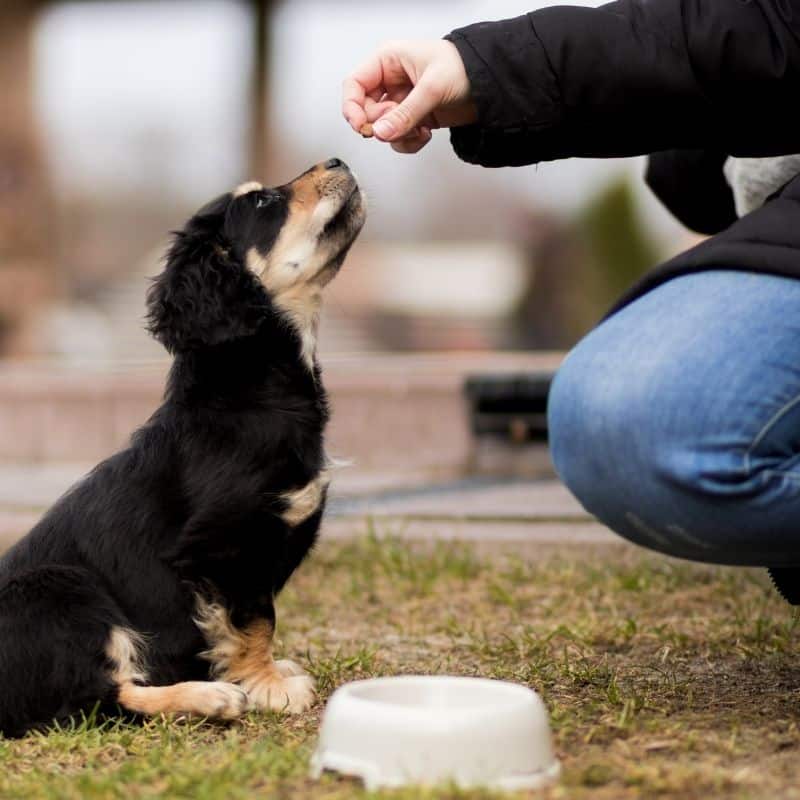 Come aiutare il cane a digerire