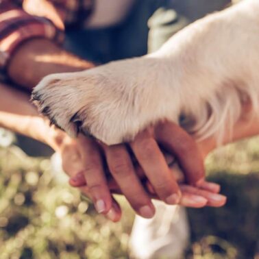 As 5 raças de cães mais amigáveis dos donos