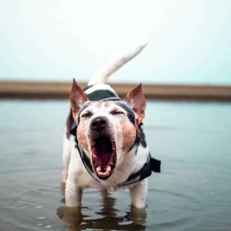 Perché i cani ululano quando sentono le sirene