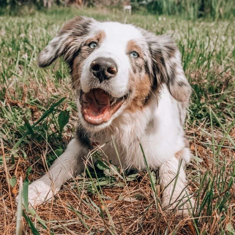 Os cães podem comer alho?