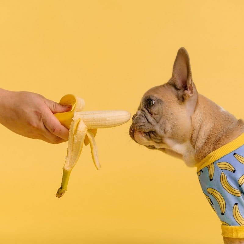 Os cães podem comer bananas?