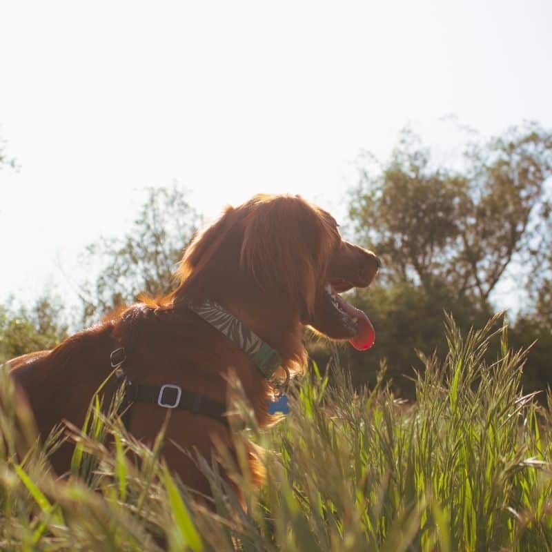 Os cães podem comer cogumelos?